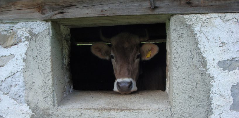 Le mucche sono pericolose?