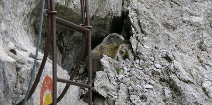 Ferrata degli Alpini al Zuc della Guardia e salita sul monte Pizzul.